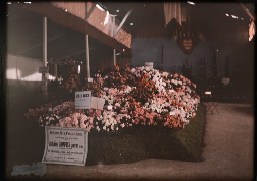 Autochromes nice - 5, cm,