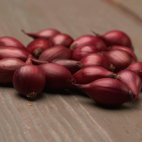 Oignon planter red baron - oignon,