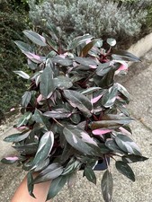 Philodendron Pink Princess Pot 8,5cm ( Plante D’intérieur / Indoor / Pink / Rare