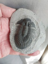 291g.Trilobite Thysanopeltis