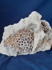 Corail fossilisé cristallisé calcifié Bajocien N°195