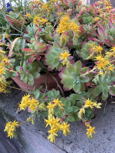 Plants boutures de sedum - 5,