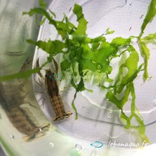 Lot de 10 Écrevisses Naines