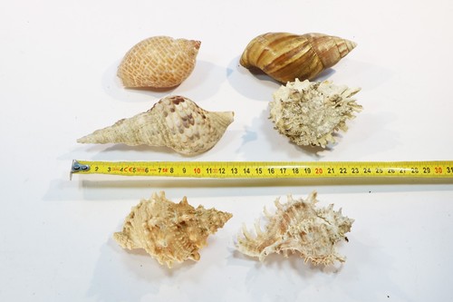 Coquillages - 6,
