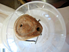 LAMPE A HUILE PRE ROMAINE II