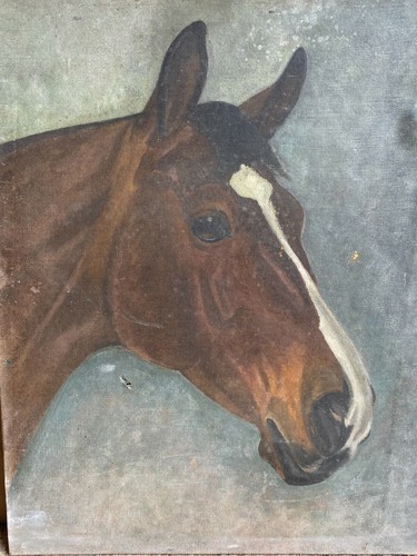 Study portrait horse - of, &