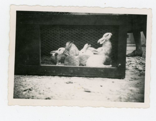 Photo snapshot amateur - snapshot, les
