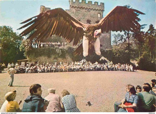 Carte postale animaux - carte,