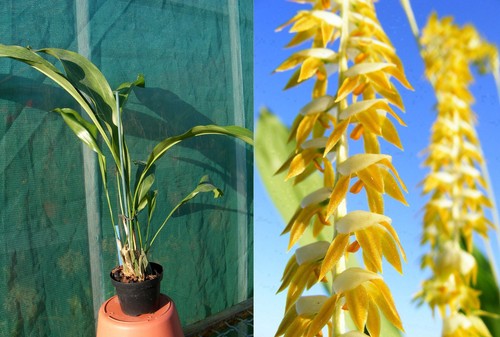 Dendrochilum magnum coelogyne - dendrochilum, (coelogyne
