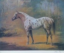 Helen Hayse Appaloosa Clou Main Signée Cheval Étalon Lithographie 1913-2003 Art
