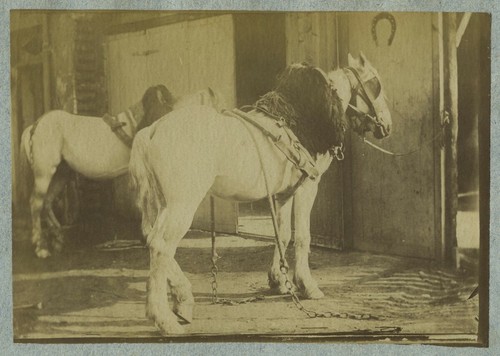 Agriculture elevage chevaux - agriculture.,