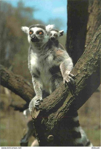 Carte postale animaux - postale,