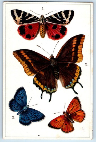 C1910 europe butterflies - europe, and