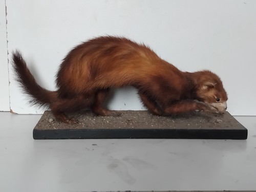 Taxidermie naturalisé