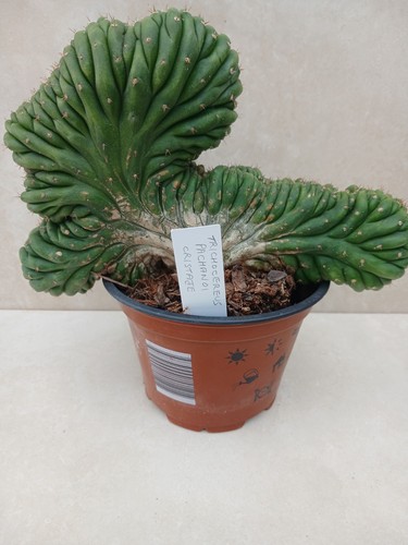 Cristate cereus cactus - cereus,