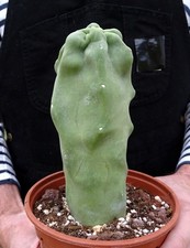 LOPHOCEREUS SCHOTTII MONSTRUOSUS  cactus copiapoa kakteen ortegocactus  cacti