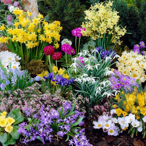 Bulbes fleurs rustique - bulbes,