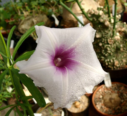 Plantes grasses ipomoea - grasses,