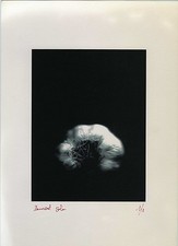 PHOTO Photography, STILL LIFE Garlic Head Digital Print Single Print