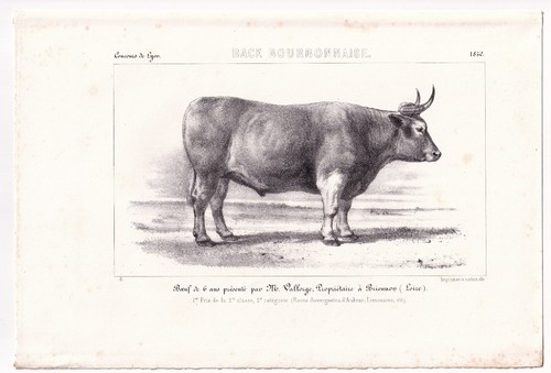 Boeuf bovin charolais - bovin, race