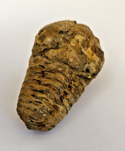 Trilobite arthropode fossile - arthropode,