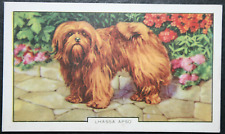 LHASSA APSO  Vintage 1938 Illustrated Card   EE02MS