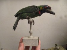 rare oiseau barbu bigarré naturalisé taxidermie   cabinet de curiosité