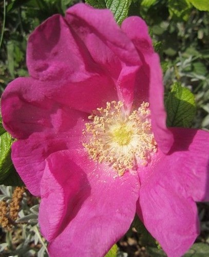 Rosier rugueux fuchsia - rugueux,