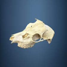 577KU Crane de cerf, bois de