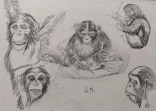 Dessin Animalier Singes