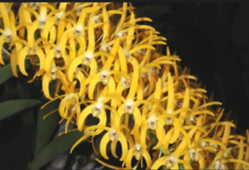 Dendrobium speciosum