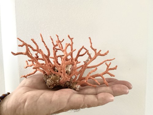 Bloc branches corail - bloc, de