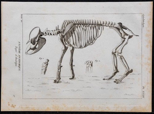 1825 squelette tapir - tapir,