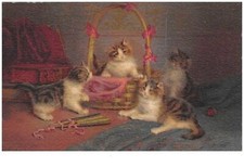 chat. n°47647 . chatons