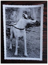 CP Photo Animaux Chien