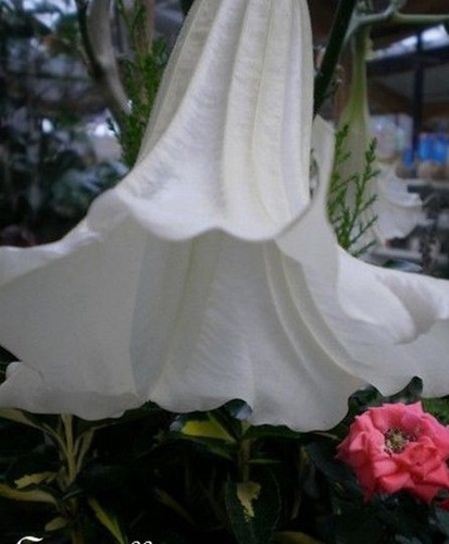 Datura brugmensia - datura,