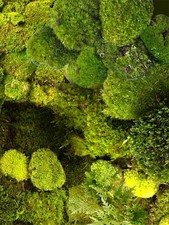 Live Moss Variety Pack Terrarium Moss 10x10” Bag Cushion Mood Sheet Feather Moss