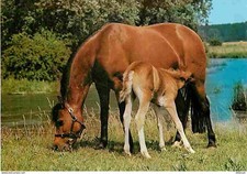 Animals - Horses - Filly and his Foal - New Card - CPM - See Scans Rec