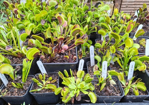 Plantes carnivores dionaea - carnivores, :