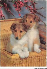 AV-BFP2-0728 - ANIMALS - Dog - Two Puppies in a Wicker Basket COLLEY