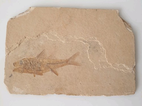 Dapalis macrurus oligocene - macrurus,