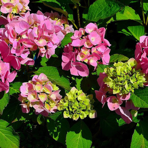 Hydrangea macrophylla rosita - macrophylla, 'rosita'