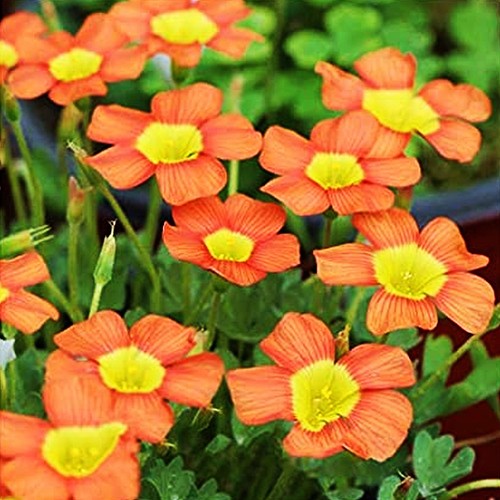 Bulbes oxalis fleurs - bulbes,