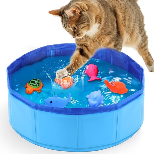 Piscine chat 10cm - piscine, chat,