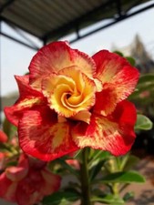 4 Lovely Orange Red Desert Rose Seeds Adenium Flower Perennial Seed 