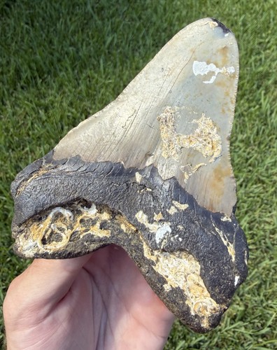 Natural megalodon - 4.63”,