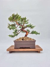 Bonsaï de genévrier Kishu -