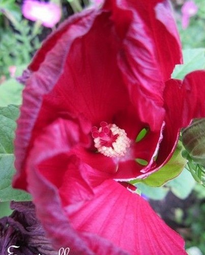 Hibiscus marais fuchsia - ♫,