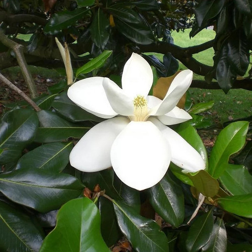 Magnolia grandiflora exmouth - magnolia, 'exmouth'