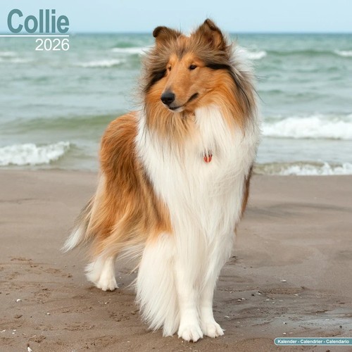 Calendrier colley 2026 - colley,